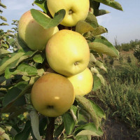 Яблоня колоновидная Янтарное ожерелье