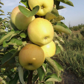 Яблоня колоновидная Янтарное ожерелье