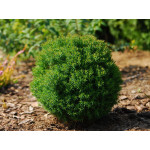 Шаровидные туи со скидкой 20%