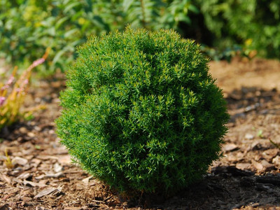 Шаровидные туи со скидкой 20%