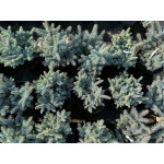 Притенение хвойных растений