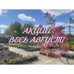 Горячие акции на весь Август!