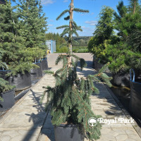 Ель обыкновенная «Август»