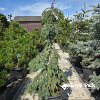 Ель колючая «Глаука Пендула» (Picea pungens Glauca Pendula)