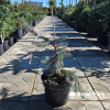 Ель колючая «Глаука Пендула» (Picea pungens Glauca Pendula)
