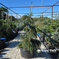 Ель «Лорелей» (Picea abies Loreley)