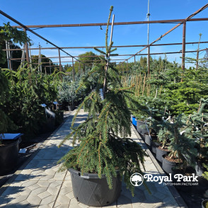Ель «Лорелей» (Picea abies Loreley)