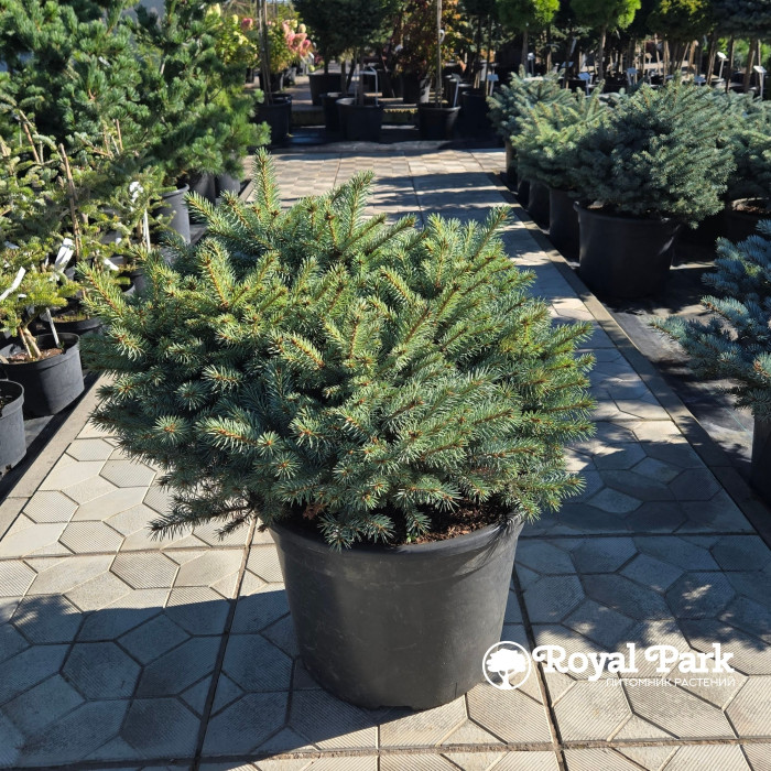 Ель колючая Пали (Picea pungens Pali)