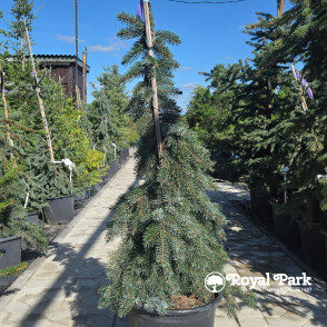 Ель сербская Пендула Брунс (Picea omorika Bruns)
