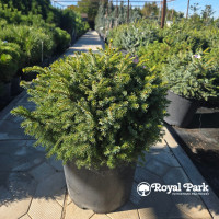 Ель ситхинская Нана (Picea sitchensis Nana)