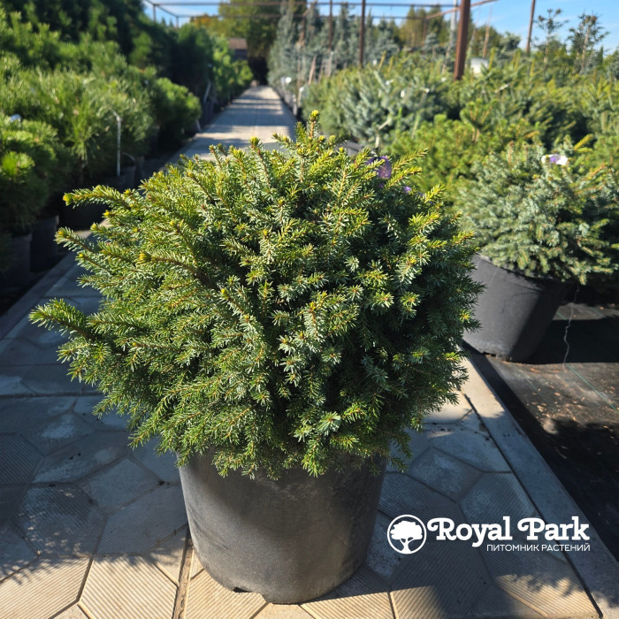 Ель ситхинская Нана (Picea sitchensis Nana)