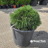 Сосна горная Варелла (Pinus mugo Varella)