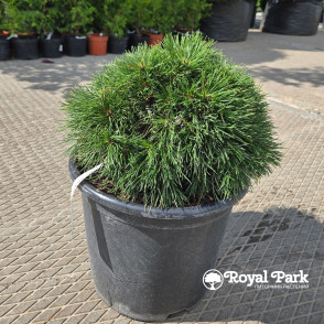 Сосна горная Варелла (Pinus mugo Varella)