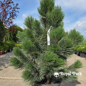 Сосна белокорая Грин Бан (pinus hedreichii green bun)