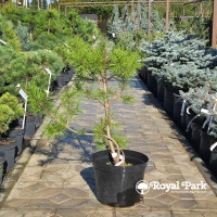 Сосна Крючковатая (Pinus uncinata)