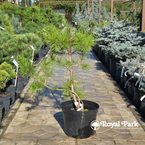Сосна Крючковатая (Pinus uncinata)