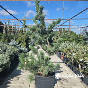 Сосна мелкоцветковая Глаука (Glauca)