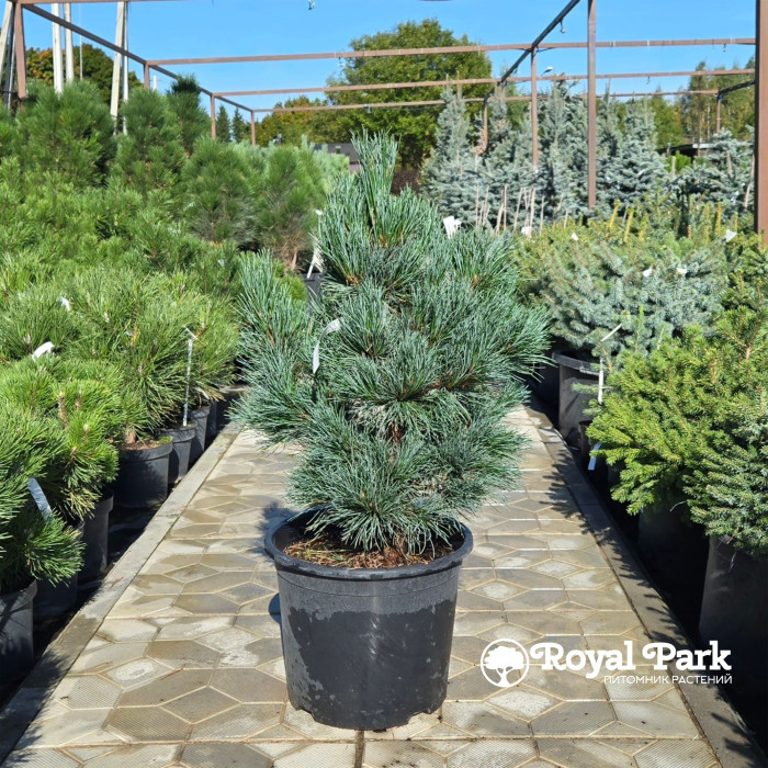 Сосна кедровая европейская (Pinus Cembra)