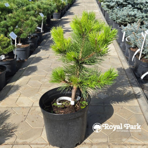 Сосна черная Хельга (Pinus nigra Helga)