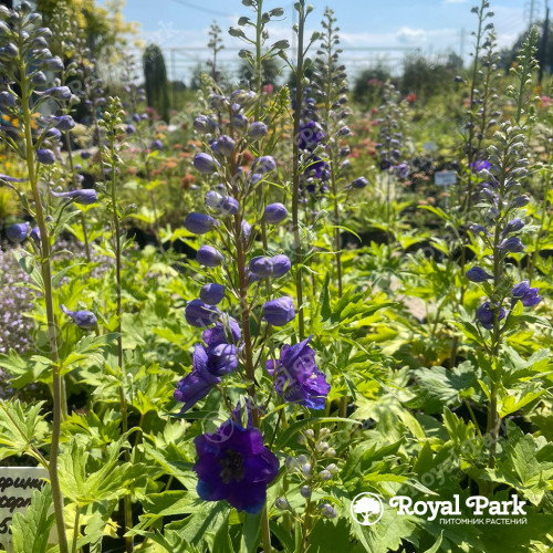 Дельфиниум в ассортименте