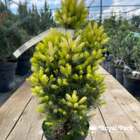 Ель канадская «Дейзи Уайт»