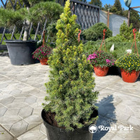 Ель канадская «Коника»