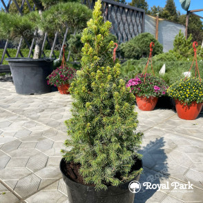 Ель канадская «Коника»