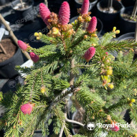 Ель обыкновенная Акрокона