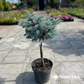 Ель колючая «Глаука Глобоза» на штамбе