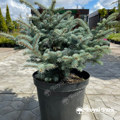 Ель колючая «Глаука Глобоза»