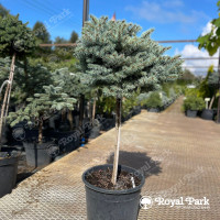 Ель колючая «Пали» на штамбе (Picea pungens Pali)