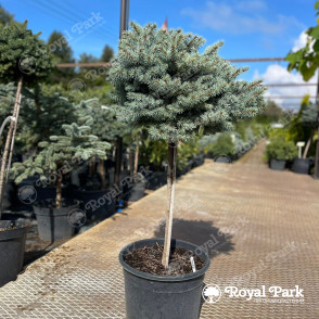 Ель колючая «Пали» на штамбе (Picea pungens Pali)