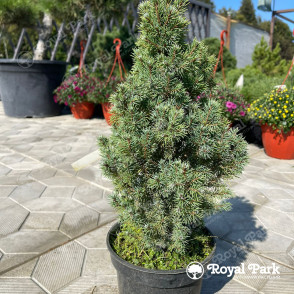 Ель канадская «Сандерс Блю»