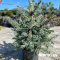 Ель колючая SBS (Супер Блю Сидлинг)