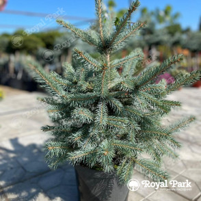 Ель колючая SBS (Супер Блю Сидлинг)