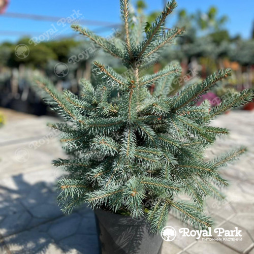 Ель колючая SBS (Супер Блю Сидлинг)