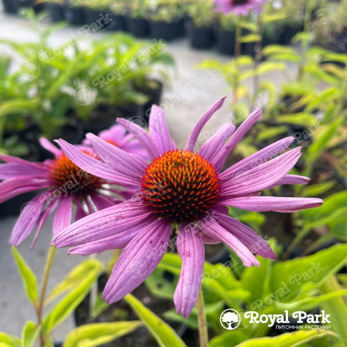 Эхинацея в ассортименте