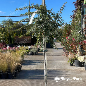 Кизильник горизонтальный на штамбе