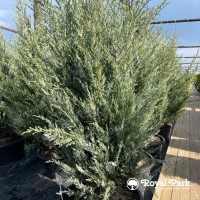 Можжевельник «Мунглоу»