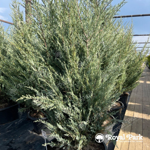 Можжевельник «Мунглоу»