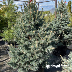 Пихта субальпийская «Компакта»