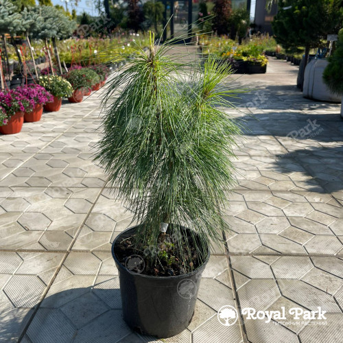 Сосна Шверина «Витхорст»