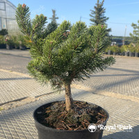 Сосна горная «Марч» (March)
