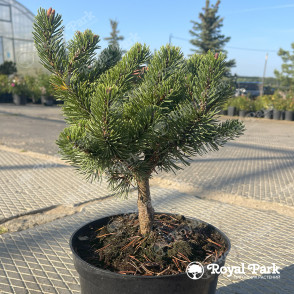 Сосна горная «Марч» (March)