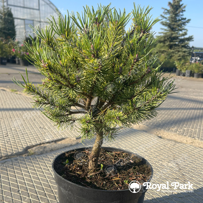 Сосна Горная «Офир» (Pinus mugo Ophir)