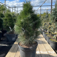 Сосна «Грин Тауэр»