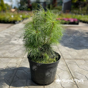 Сосна «Веймутова»