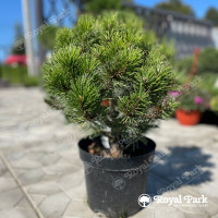 Сосна горная Гном