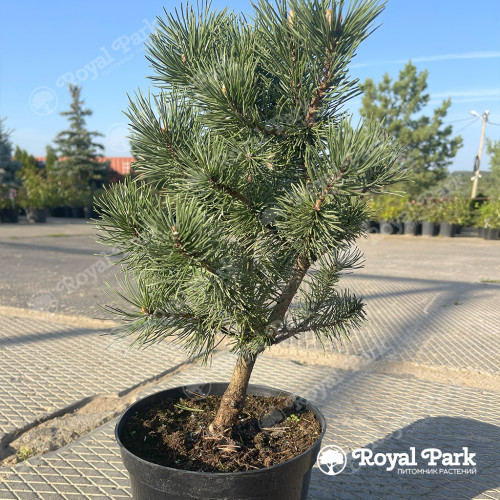 Сосна горная «Колумбо» (Columbo)