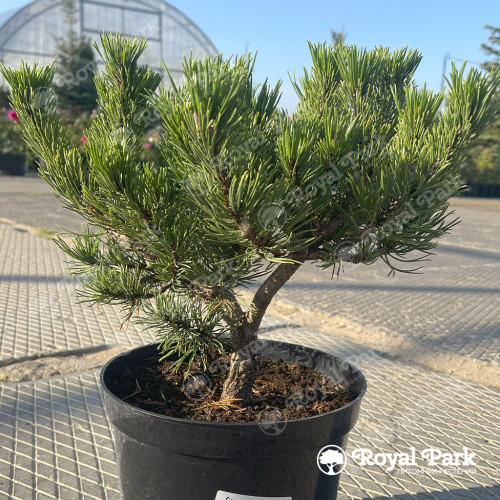 Сосна горная «Карстенс Винтерголд» (Pinus mugo Carstens Wintergold)